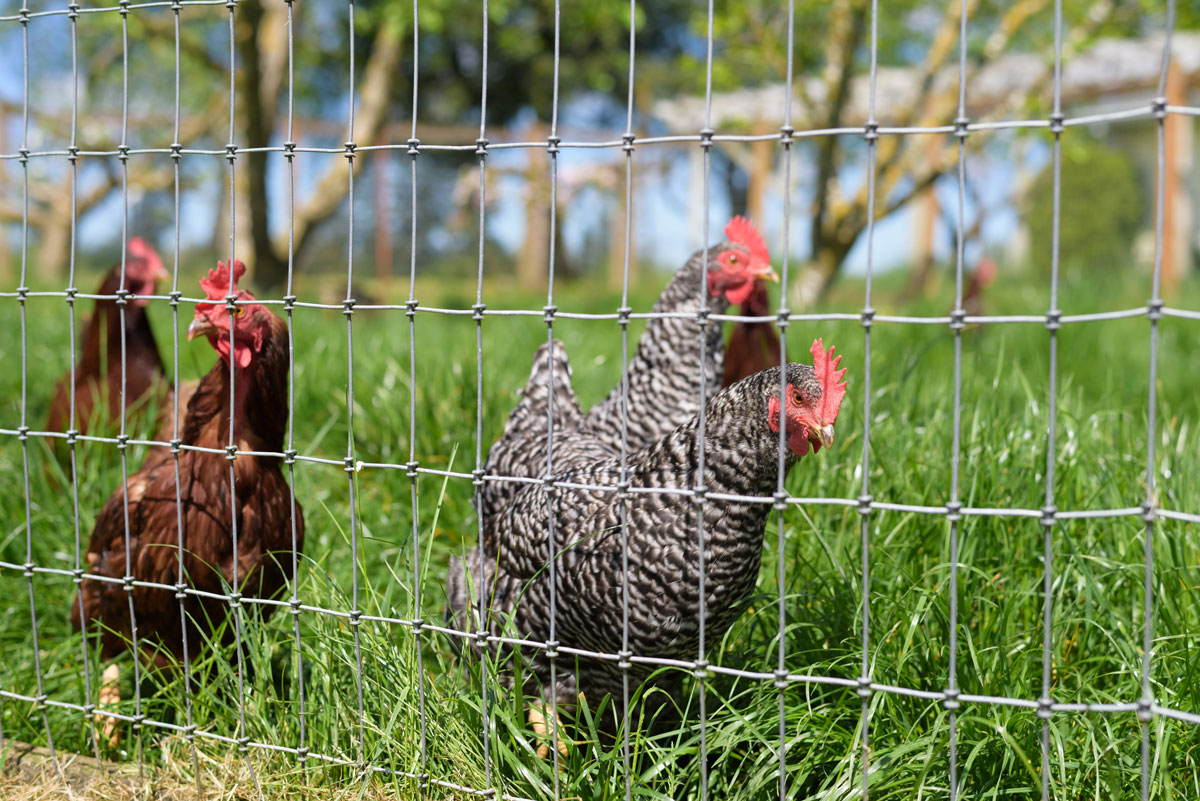 Verdant Hills Farm chickens