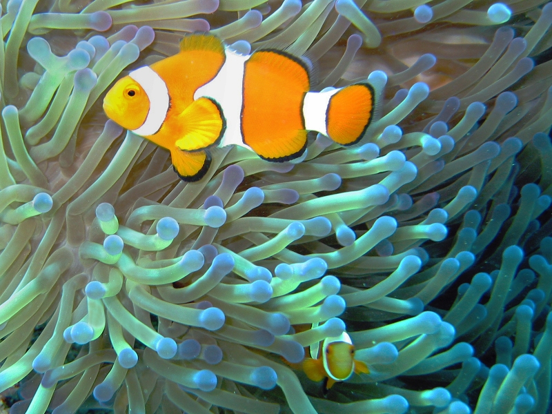 Clownfish on Great Barrier Reef