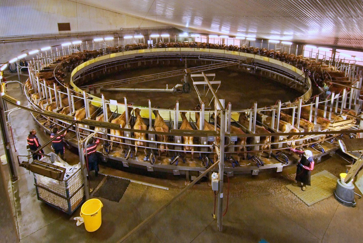 Threemile Canyon Farms milk carousel