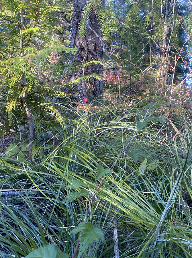 Bear grass and brush in the forest.