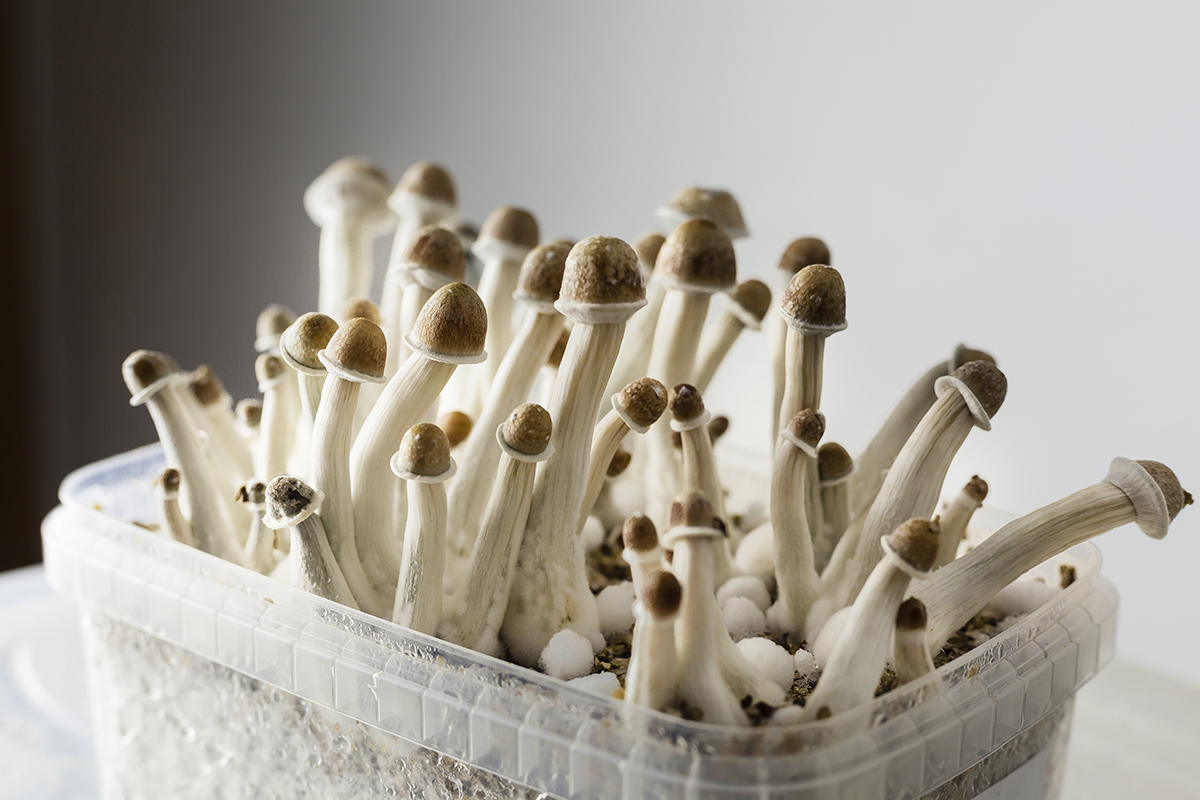 Psilocybin mushrooms 