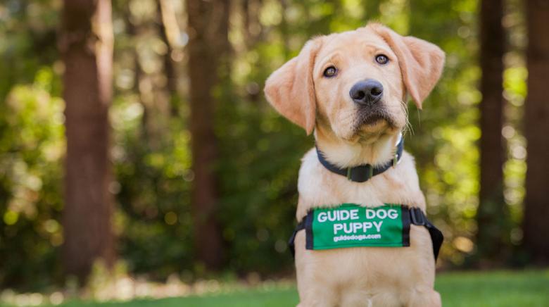 guide dog for blind dog
