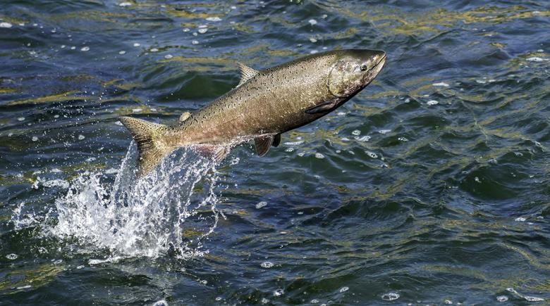 A photo of a chinook salmon splashing over water.