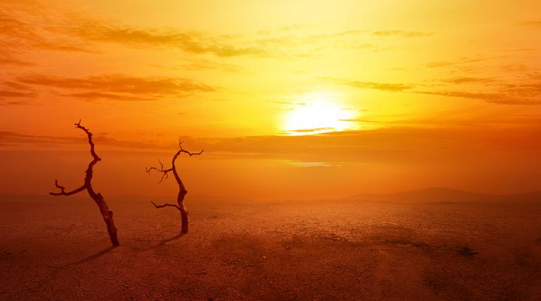 Heatwave on the desert with dead trees and glowing sun in the background