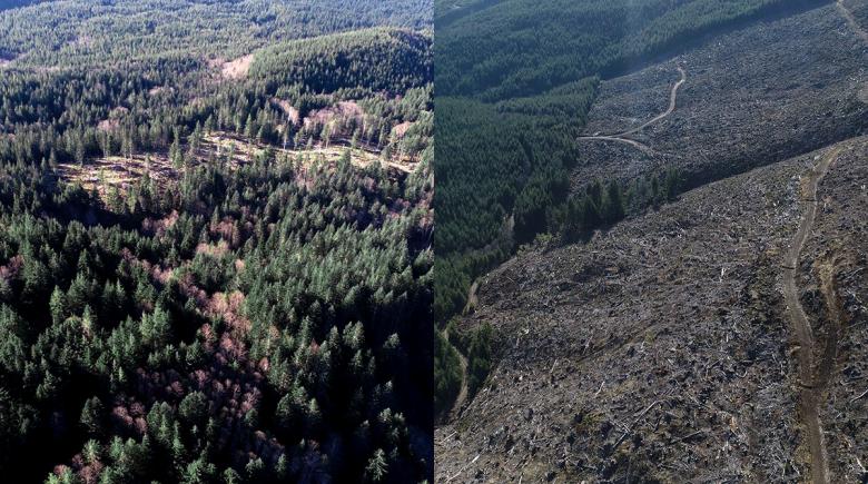 Side-by-side comparison of FSC-certified and non-certified forests