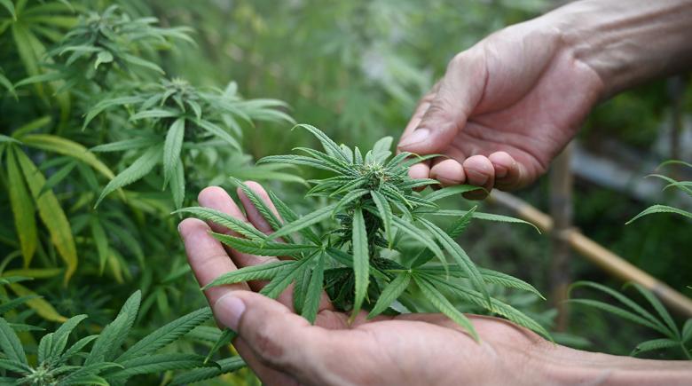 A hand holds a hemp plant with many other hemp plants in the background.