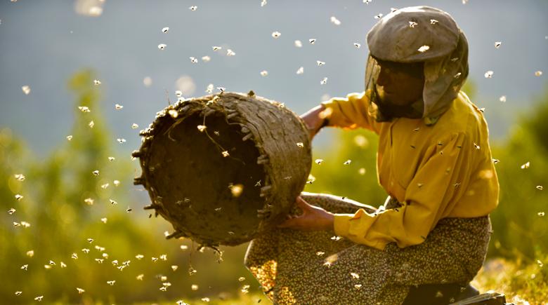 A beekeeper with bees