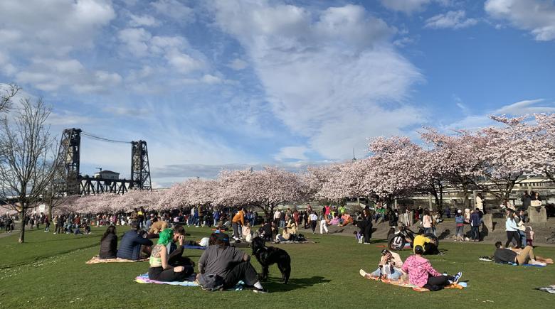 Cherry blossoms in full bloom at the waterfront in downtown Portland. Many people are sitting in the grass below the trees and the Steel bridge is visible in the background.