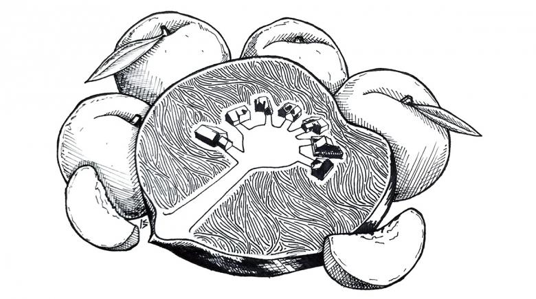 Illustration of a peach sliced in half, whose stone is divided into different paths leading to different homes