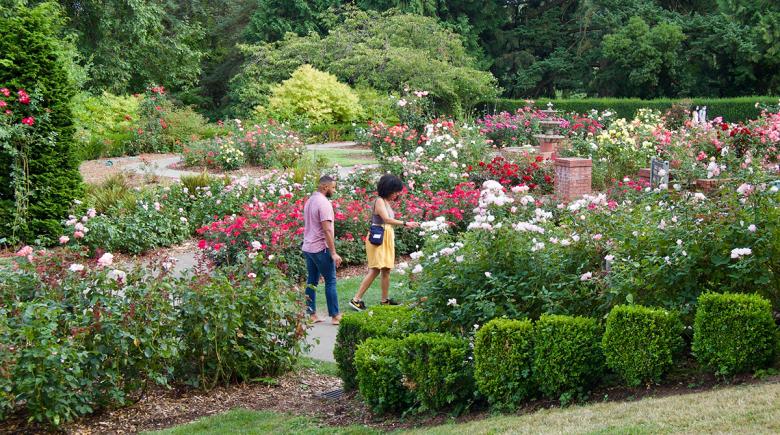 Two people walk among the roses